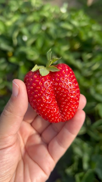 Клубника Кабрилло. Подпеклась на солнце 🌞 #дача #garden #рассада # ...