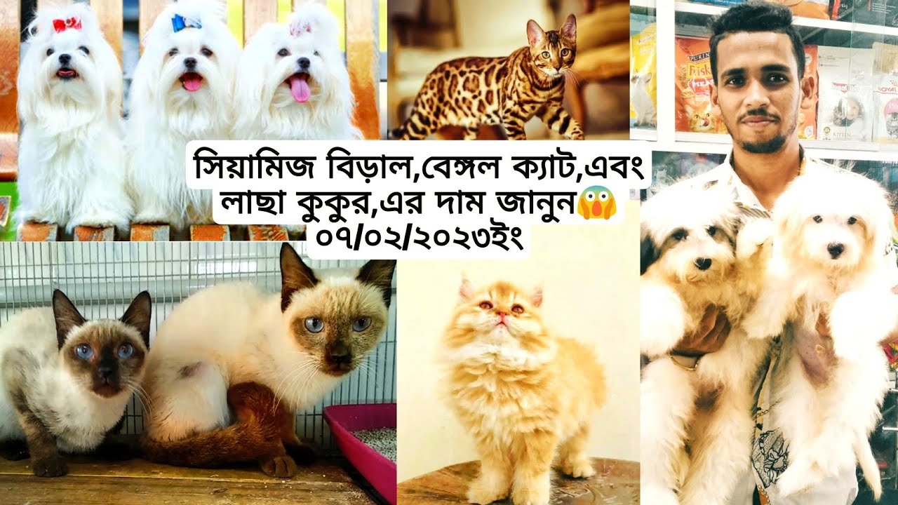 Siamese Cat Bangal Cat লাছা কুকুর Cane Corso Dog Price In