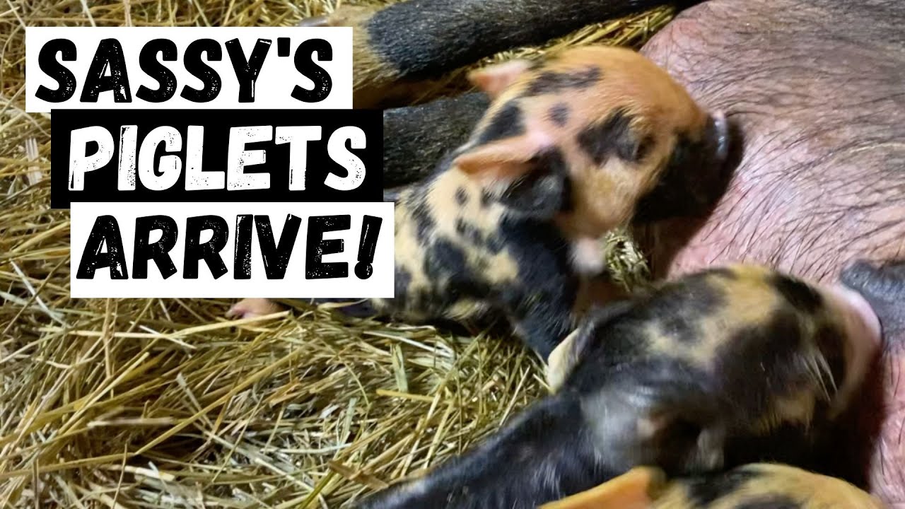 sassy-has-her-piglets-how-many-youtube
