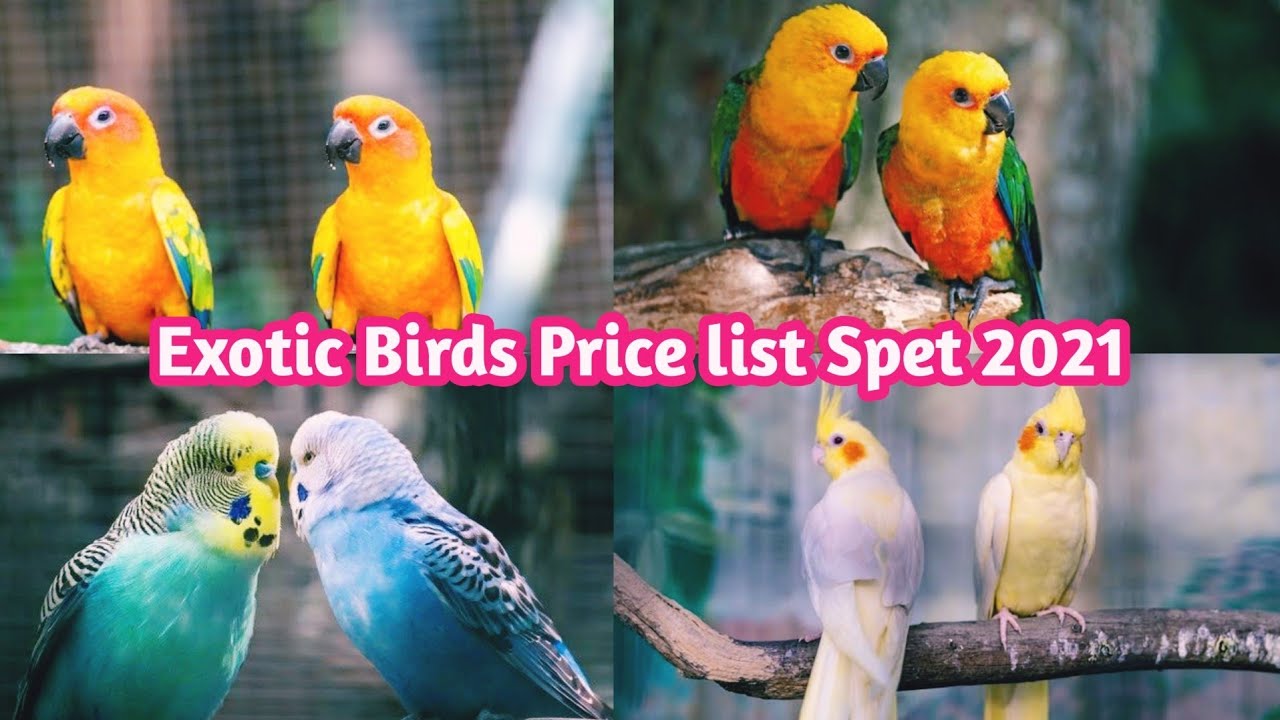 parrot price in india 2021 || exotic birds price india || parrot price