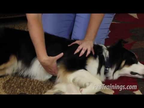 How to do CPR on a Dog