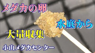 【メダカ繁殖】メダカの卵を水底から大量収集