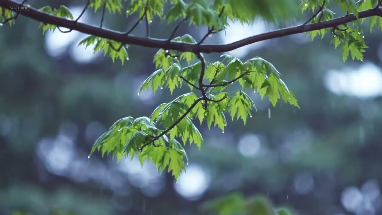 سورة الاحزاب محمد ايوب بدون اعلانات