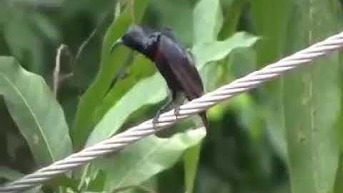 KICAUAN KONIN ATAU KOLIBRI NINJA DI ALAM BEBAS
