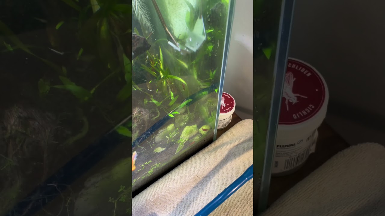 Cleaning glass aquarium | algae cleaning ￼