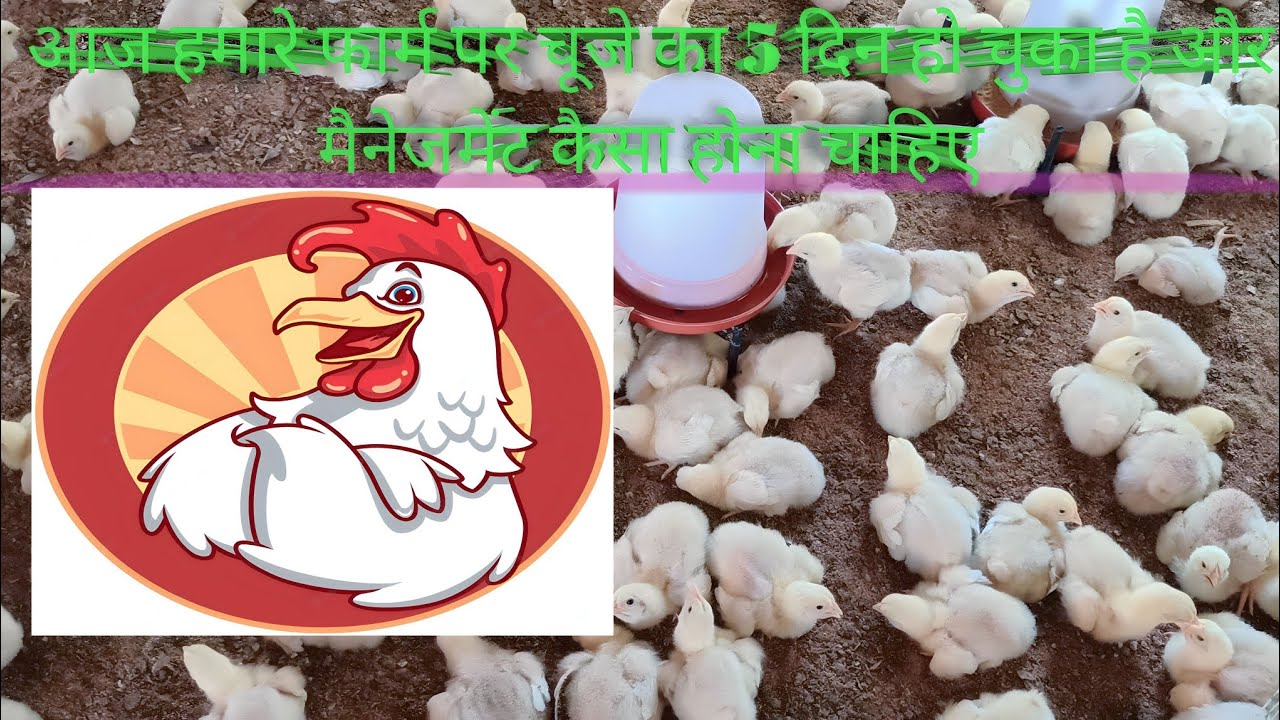 aaj-hamare-form-per-ka-5-days-complete-management-kaisa