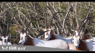 "KAHN" is conquering world records with this amazing 50 4/8 Scimitar Horned Oryx!