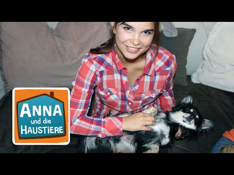 Video: Was ist die seltenste Chihuahua-Fellfarbe?