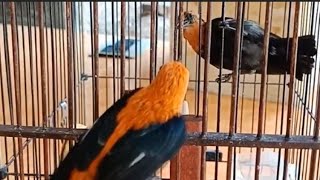 Suara Burung Kemade Ribut Untuk Pancingan Kemade Cepat Bunyi