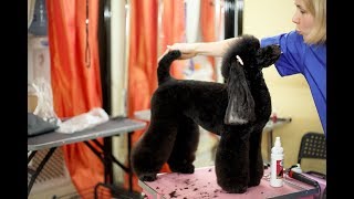 Стрижка пуделя - азиатский стиль ✂️❤️ Стрижка пуделя - азиатский стиль ✂️❤️