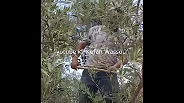 موال عتابا الساحل السوري 