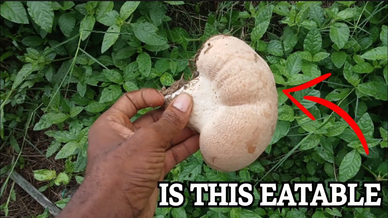 Is this MUSHROOM eatable 🍄 #discovery #new #food #nature
