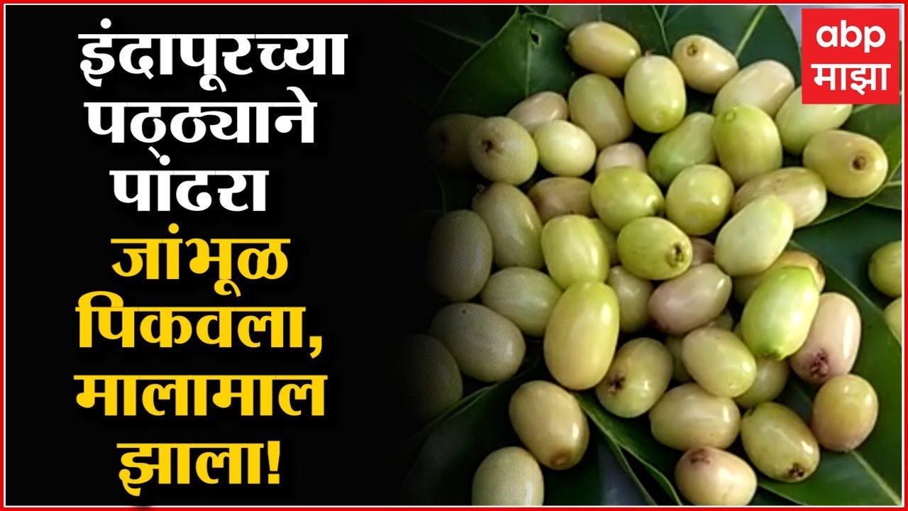 Indapur white Java Plum:पांढरा जांभूळ पिकवला, दर 400 रु किलो मिळाला, इंदापूरचा पठ्ठ्या मालामाल झाला