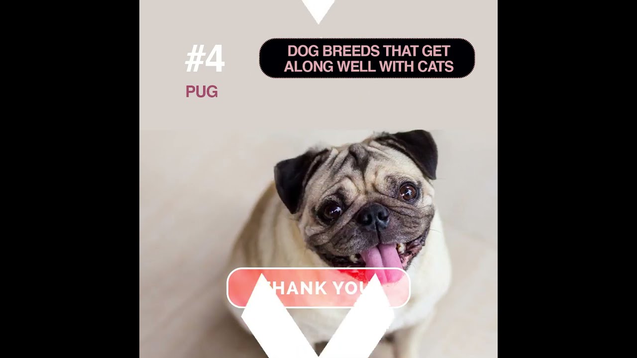 10 DOGS THAT LOVE CATS. COOLEST, FRIENDLIEST, INTELLIGENT DOGS COMPILATION. #shorts #dog #cat