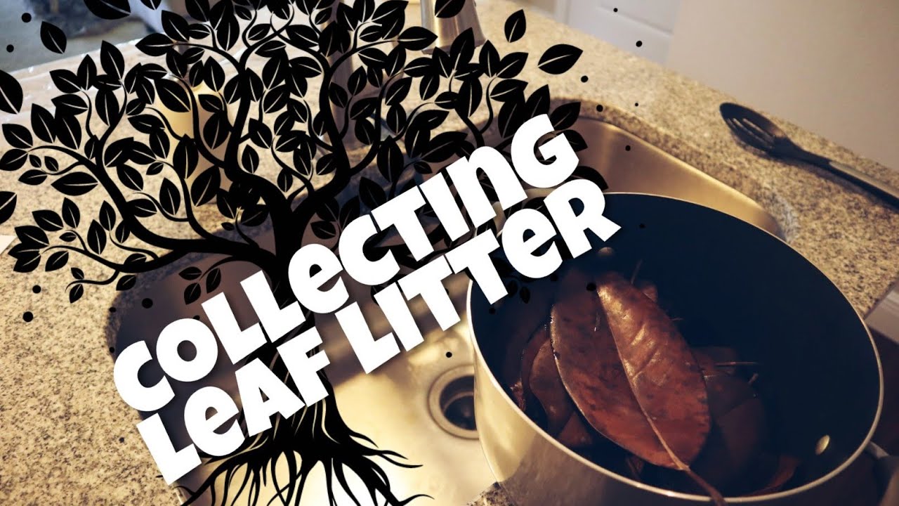 Collecting Leaf Litter for Bioactive Setups