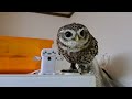今、売れてるフクロウ