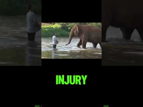 Animals getting rescued #animals  #animalrescue #rescue #cute