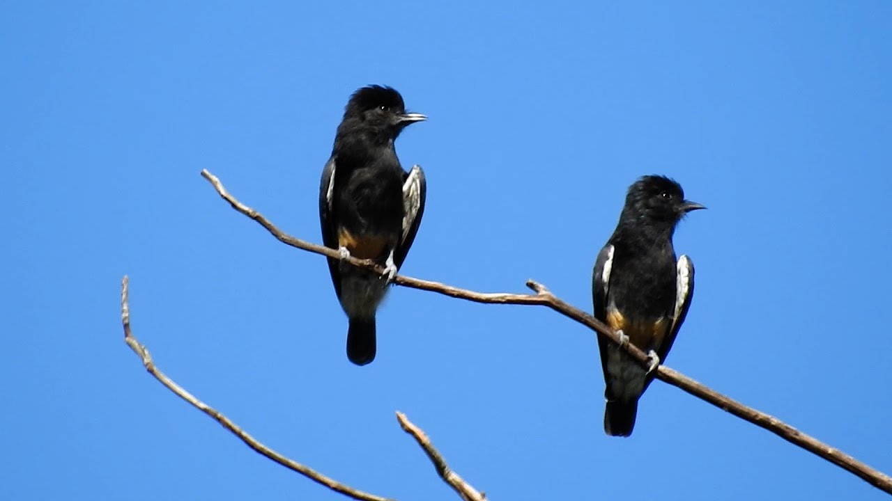 Bird, Swallow-winged Puffbird: Couple (Chelidoptera tenebrosa), Urubuzinho, Flycatcher