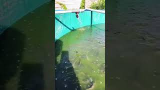 Download Lagu ASMR suara kemericik air. di kolam lele MP3