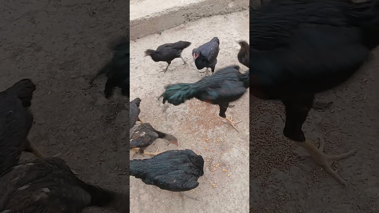 Ozbek xonandalari porno Soguvchilar mushukka becerdilar