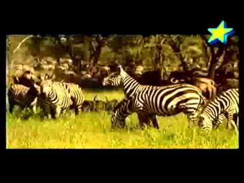 Zebras escapes Predators - YouTube