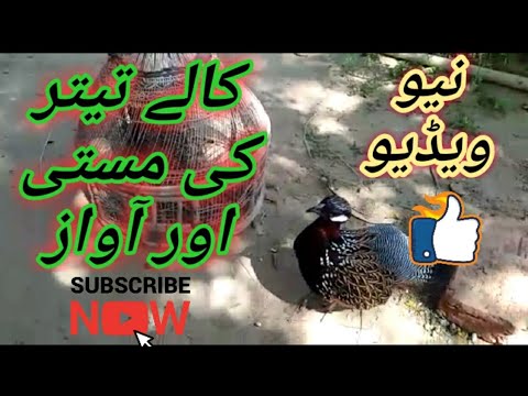      کالے تیتر کی مستی اور آواز فیمیل کے ساتھ
