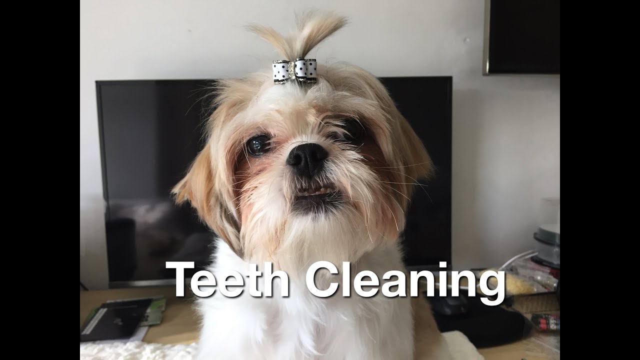 Teeth Cleaning YouTube