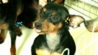 The magic potion that stops barking dogs, boar's 'saliva' @TV Animal Farm 20150510