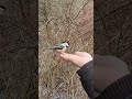 Beautiful interaction between a chickadee bird and human. #shorts