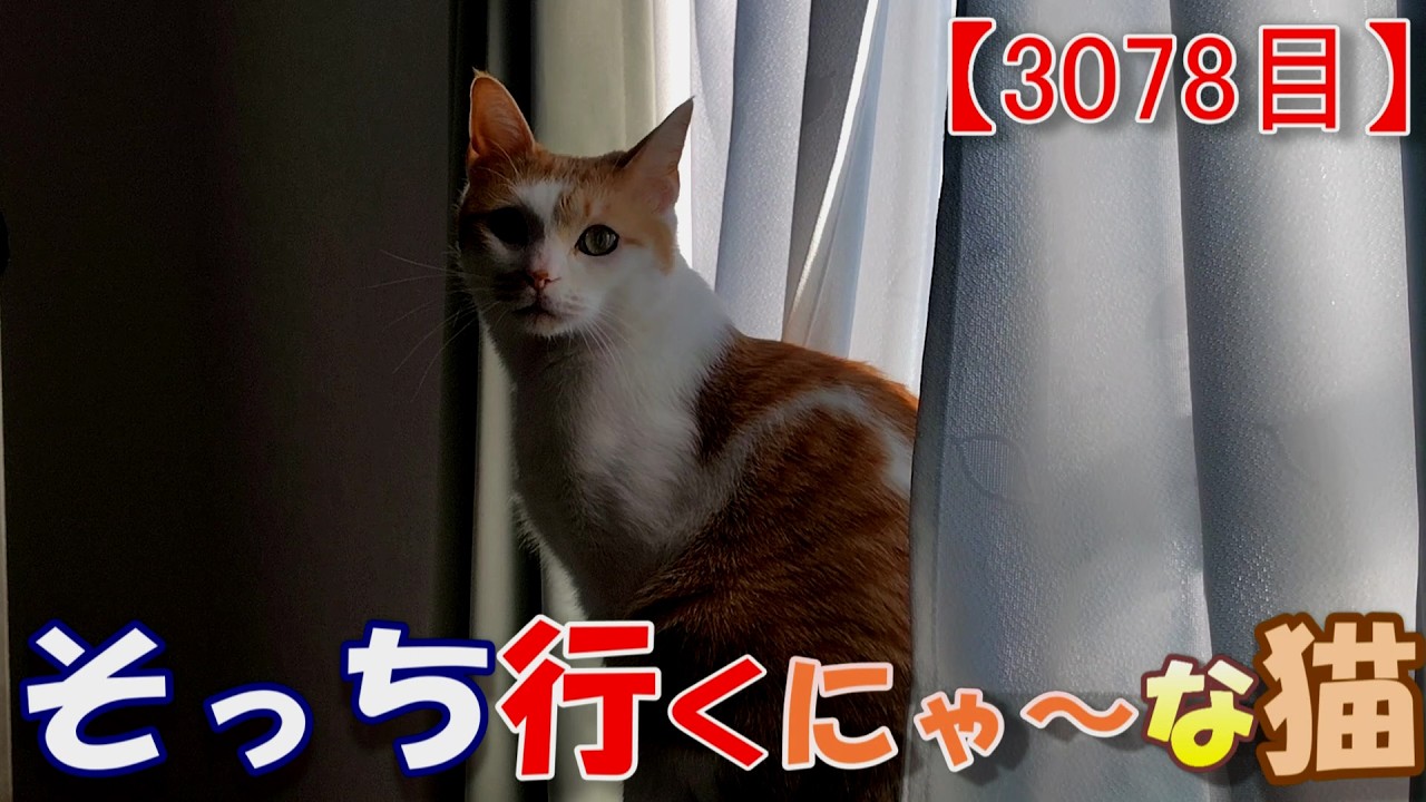 3078日目】そっち行くにゃ～な猫【かわいい・面白い】～The growth