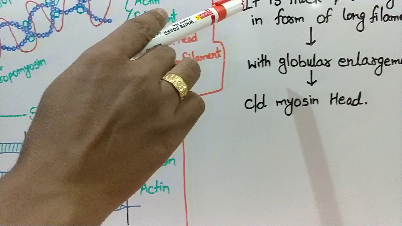 Skeletal Muscle Structure - YouTube