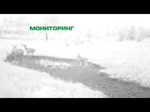 Оленуха прибилась к