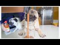 Dog Picks Out My Smoothie Ingredients!!