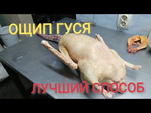 Как быстро ощипать гуся в домашних условиях видео