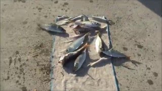 ＣＣレモンのペットキャップで毒魚も釣れた。(５話目)