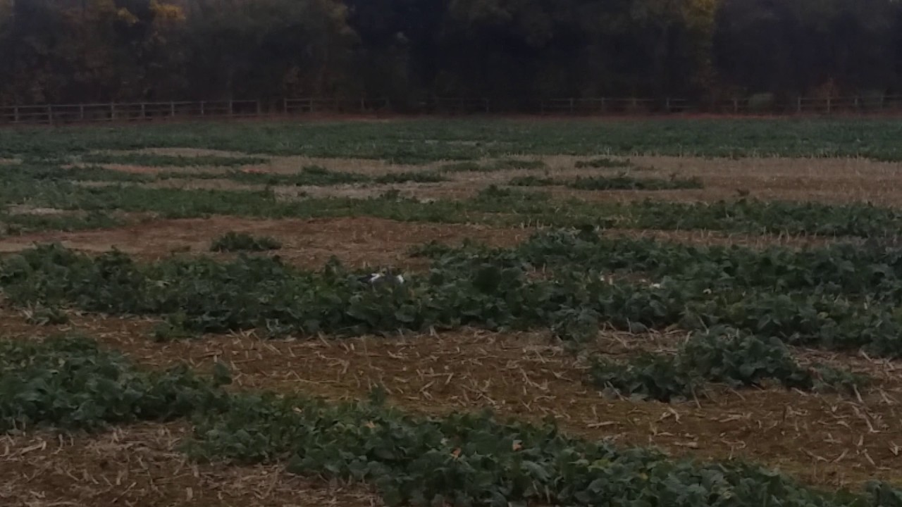 Flightline Decoys.'AutoBouncer YouTube