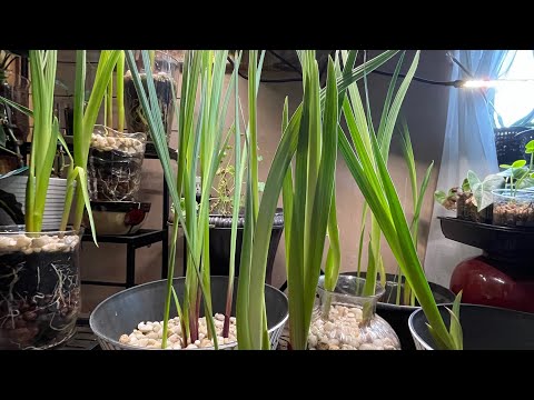 Videó: Gladiolákat Termesztünk. 3. Rész