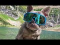 French Bulldogs Funny Moments & Fails Compilation #12 французский бульдог приколы