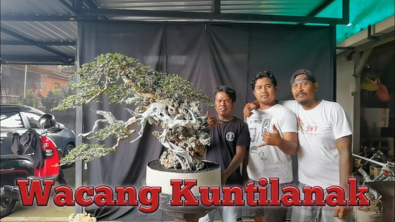 RESTORASI BONSAI WACANG MENYAMPAIKAN PESAN SEBUAH DRAMA ALAM POHON DI HABITAT EXTREME