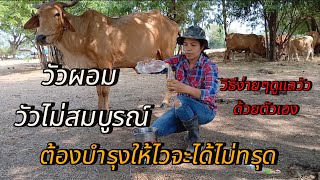 วัวผอมต้องรักษาอย่าให้ทรุด ดูแลด้วยวิธีง่ายๆทำได้ไม่ยาก #วัวไทยบ้าน #รักษาวัว #วัวผอม #กรอกยาวัว