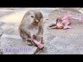 Oh Nooo...!! Mother Monkey Trying To Torture Extremely Hurt _ Newborn Crying Very Horrible 😭😭