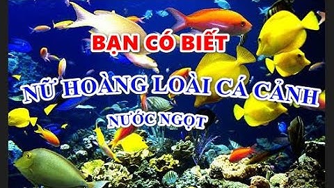 NỮ HOÀNG CỦA LOÀI CÁ CẢNH NƯỚC NGỌT #cacanh #becacanh