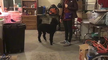 KPA  Evaluating Stimulus Control (Lesson 6, Ex. 6.2) Kaylee Walton w/ Louie