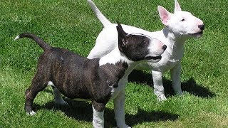 Top 10 Small Guard Dogs for Apartments by Top Dog Videos 145,761 views 6 years ago 14 minutes, 11 seconds