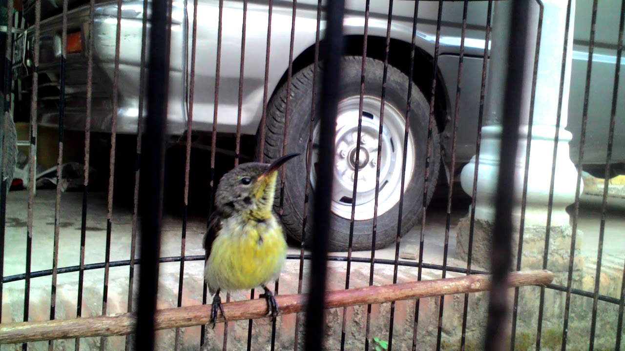 Pancingan Konin Ijo Bahan By Mr Kicau