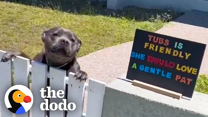 Pittie Patiently Waits By The Fence Each Morning To Greet His Neighbors | The Dodo - DayDayNews