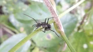 Polyrhachis Myrma Spec Ant, Kaeng Krachan, Thailand, 26 Nov 2023
