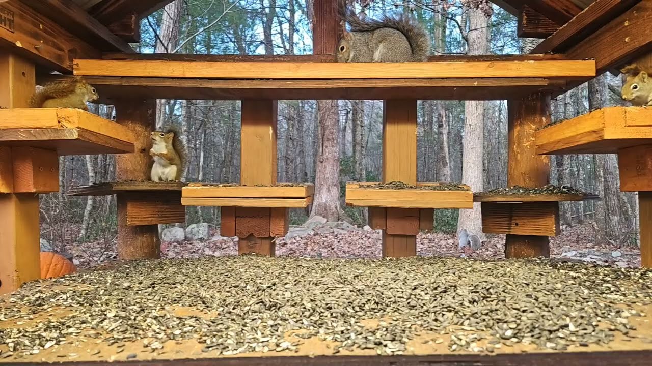 Little Red Squirrel Big Attitude 