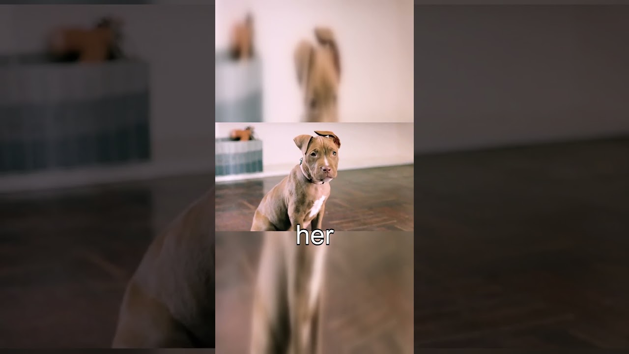 Mystical Woman Cries Noodles, Business Booms But Tears Dry, Abandons Dog to Cry Again, Open NoodShop