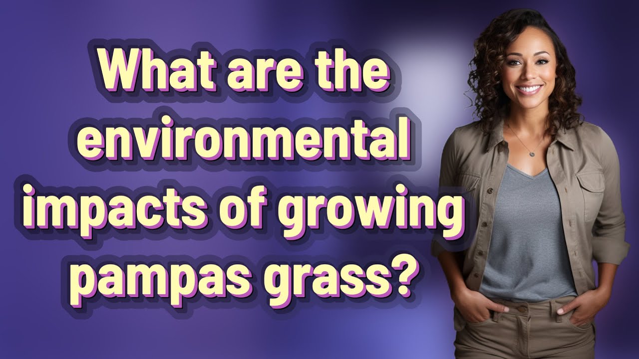 What are the environmental impacts of growing pampas grass?